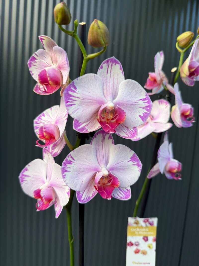 phalaenopsis fong tien’s amapearl cone pearl | Storczyk phalaenopsis fong tien’s amapearl cone pearl | Storczyk