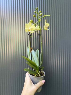 Phalaenopsis ‘Chad’ Yellow l Storczyk