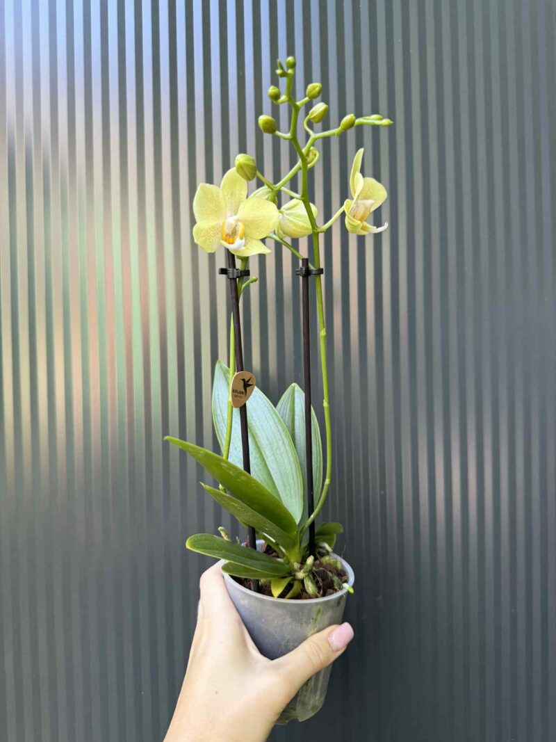 Phalaenopsis ‘Chad’ Yellow l Storczyk