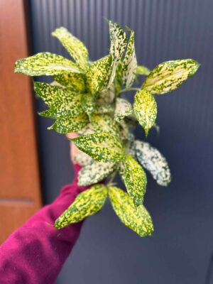 Dracaena surculosa ‘Florida Beauty’