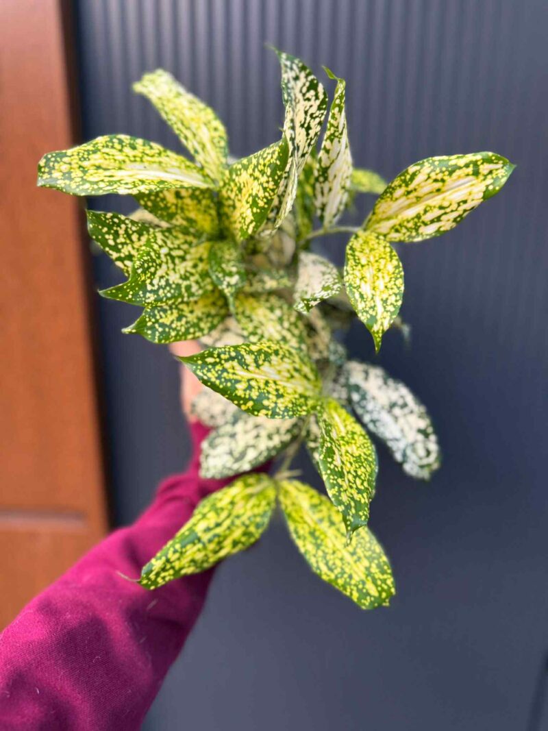 Dracaena surculosa ‘Florida Beauty’