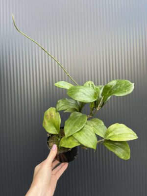 Hoya quinquenervia