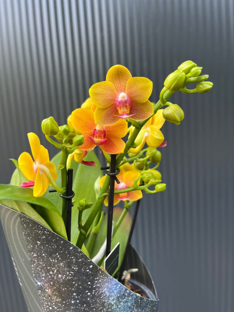 Phalaenopsis ‘Dazzling Drops of the Sun’ | Storczyk Phalaenopsis ‘Dazzling Drops of the Sun’ | Storczyk