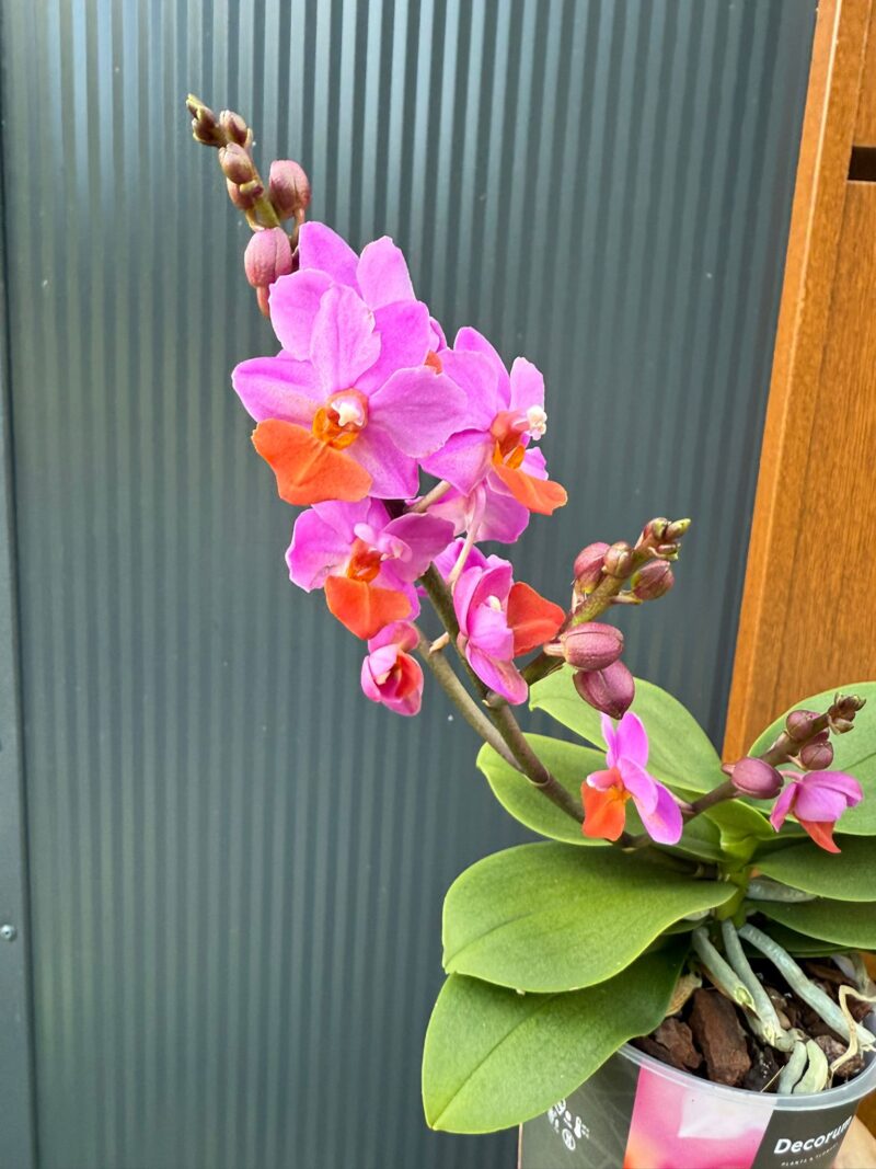 Phalaenopsis Liu’s Triprince przekwitający