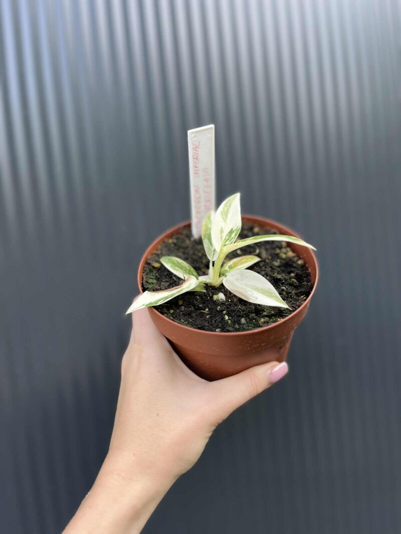 Philodendron Imperial Green Variegata