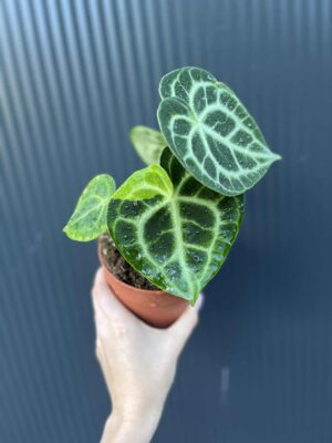 Anthurium Clarinervium Variegata