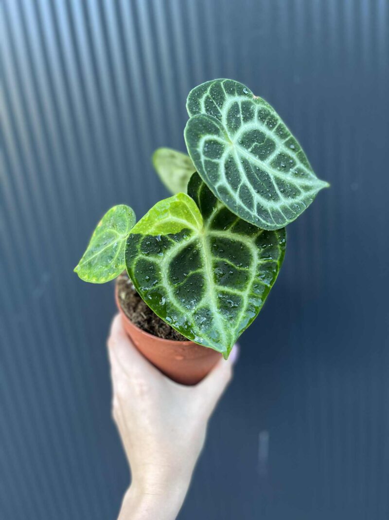 Anthurium Clarinervium Variegata