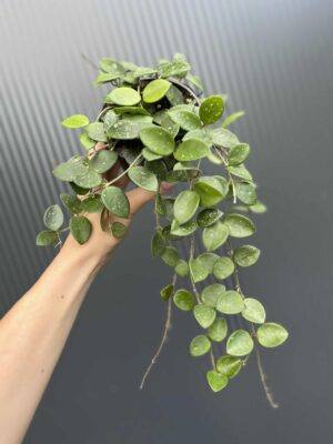 Hoya mathilde