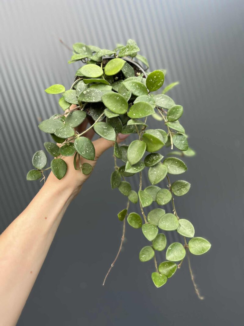 Hoya mathilde