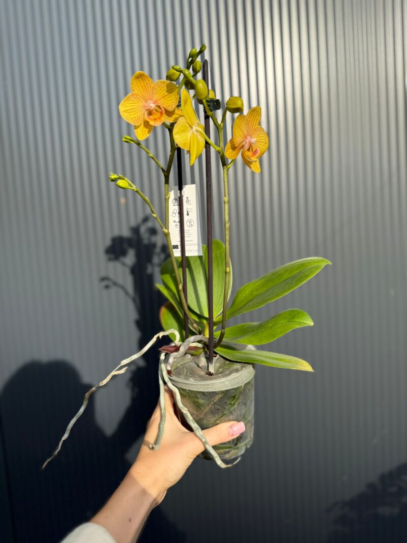 Phalaenopsis Limited 25 week 31 I Storczyk
