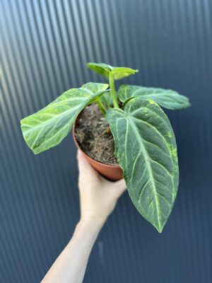 Anthurium Villenaorum Variegata