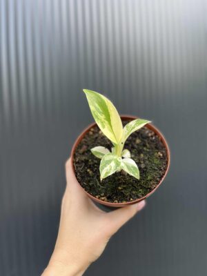Philodendron Imperial Green Variegata