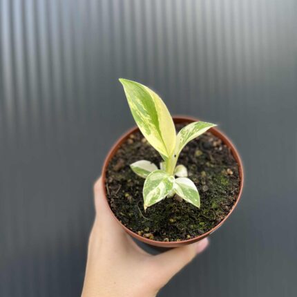 Philodendron Imperial Green Variegata