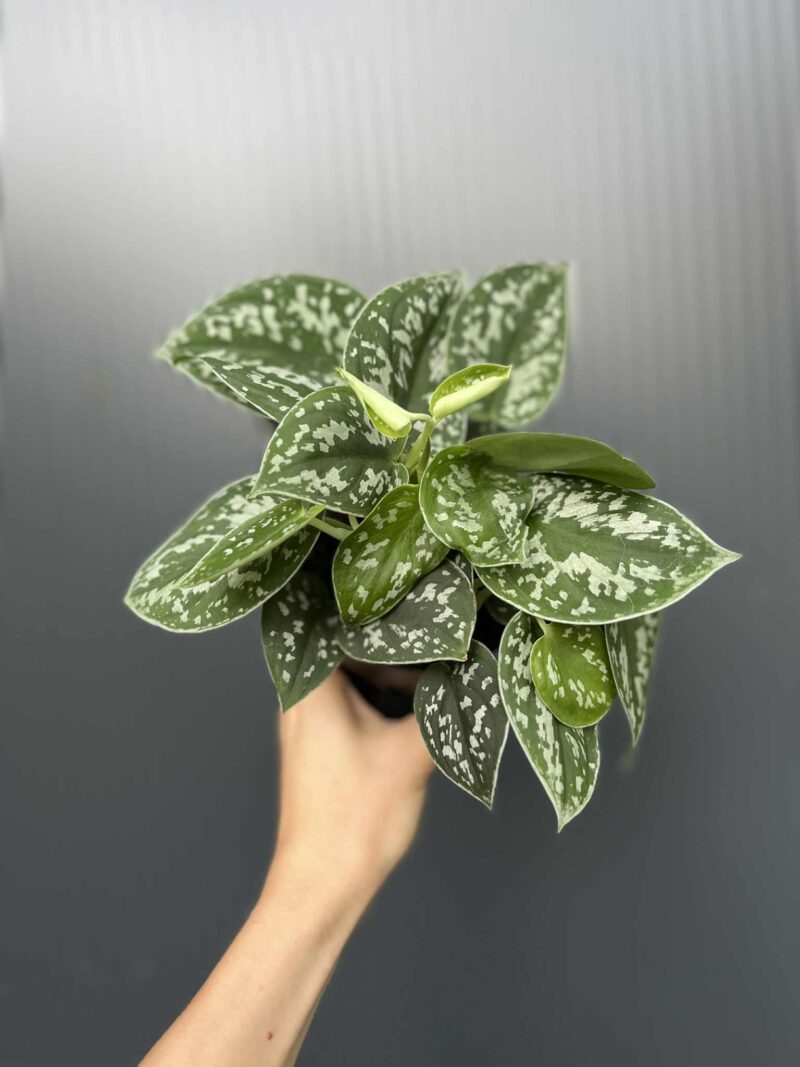 Scindapsus pstry Scindapsus pstry