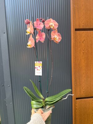 Phalaenopsis Limited 24 | Storczyk przekwitający