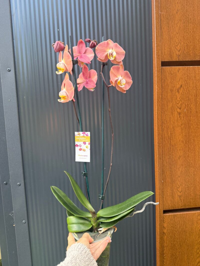 Phalaenopsis Limited 24 | Storczyk przekwitający