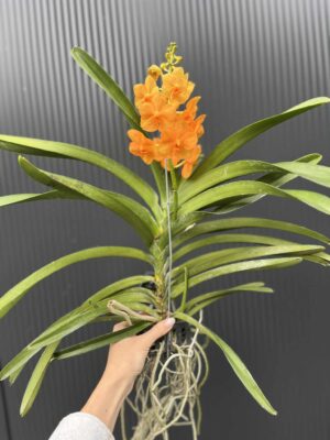Storczyk Vanda 6