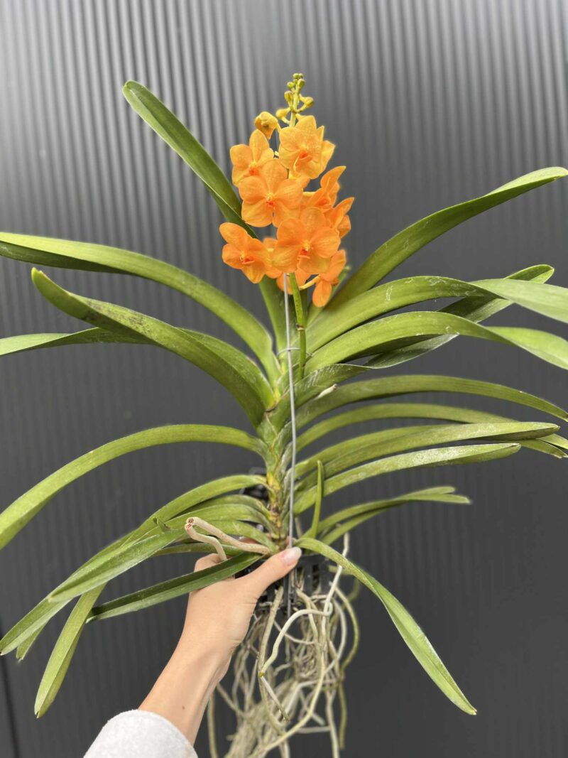 Storczyk Vanda 6