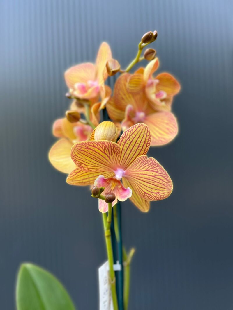 Phalaenopsis Orange Anastasia | Storczyk Phalaenopsis Orange Anastasia | Storczyk