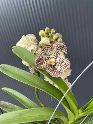 Storczyk Vanda 4