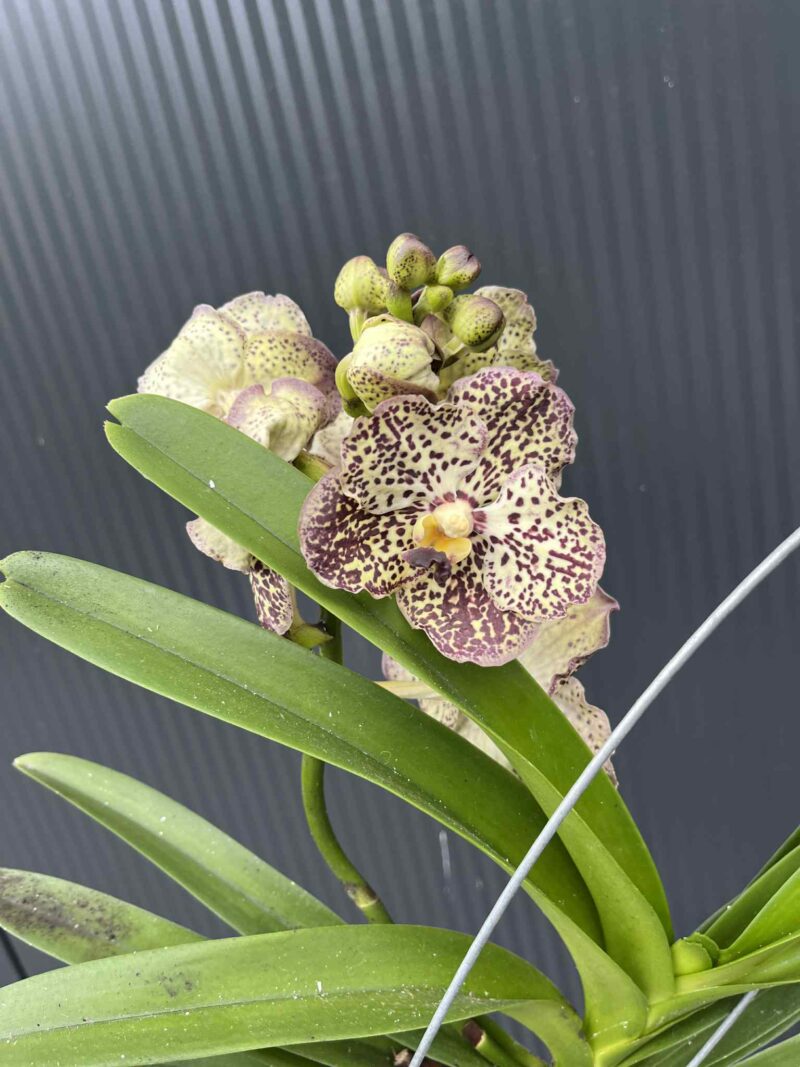 Storczyk Vanda 4