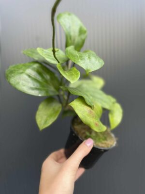 Hoya quinquenervia