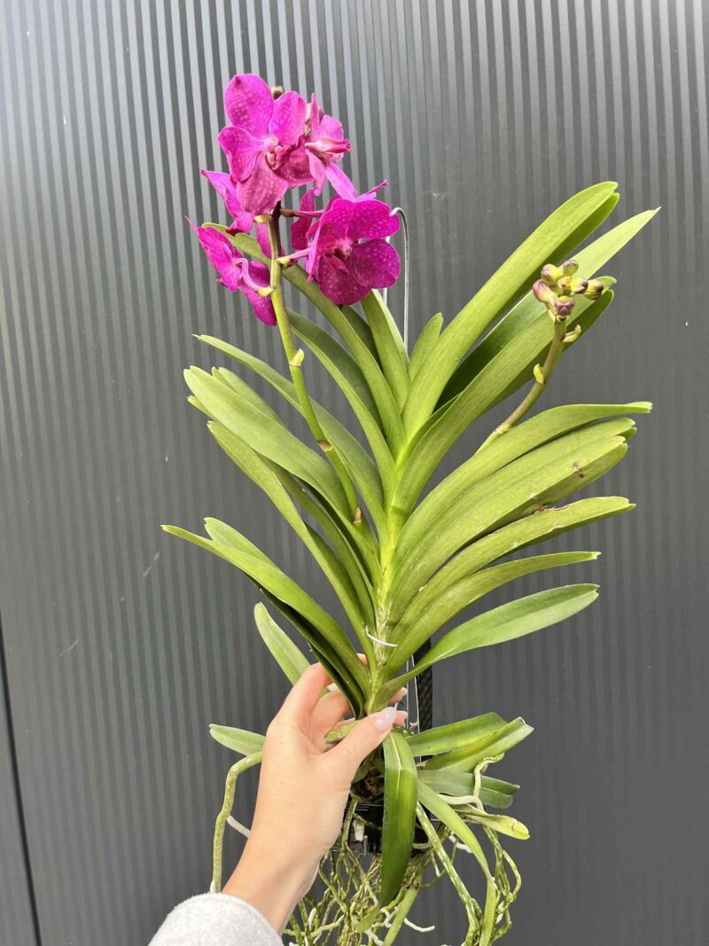 Storczyk Vanda 5