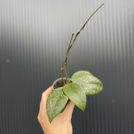 Hoya Wibergiae