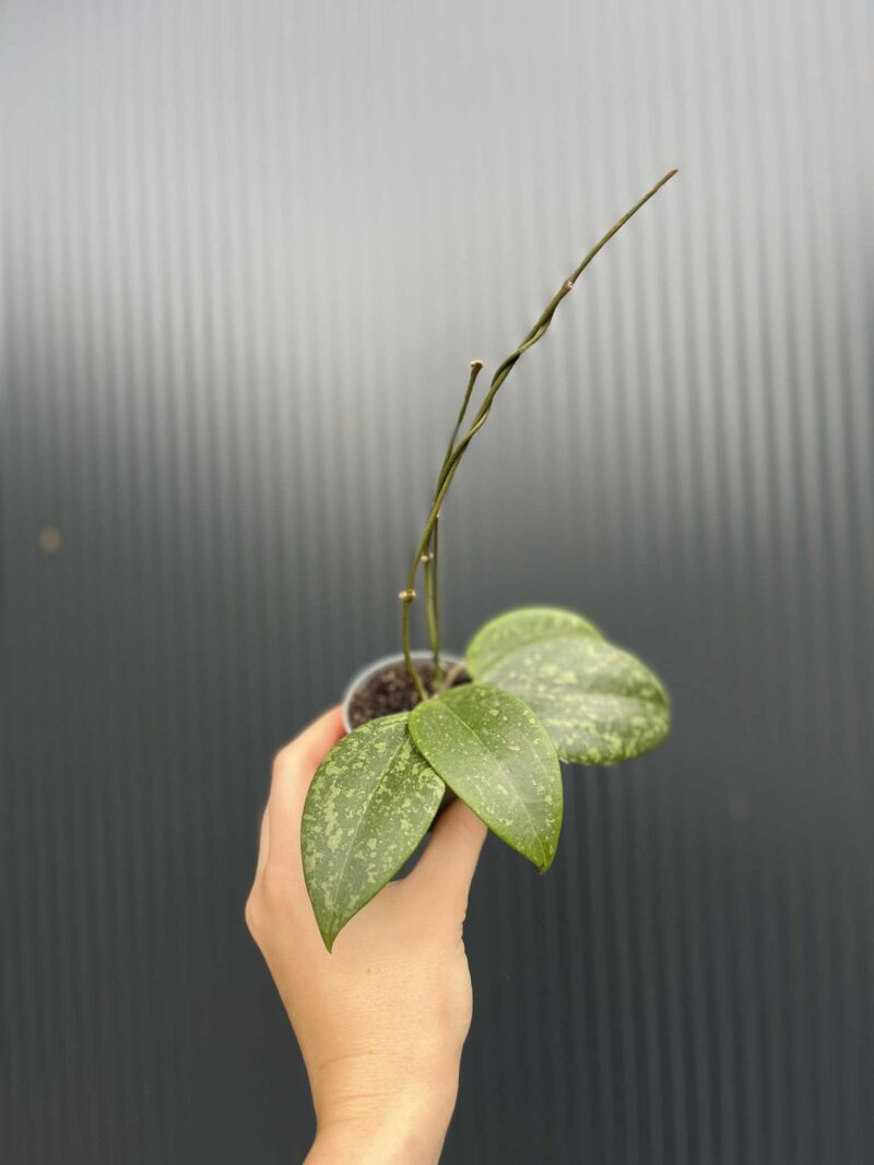 Hoya Wibergiae