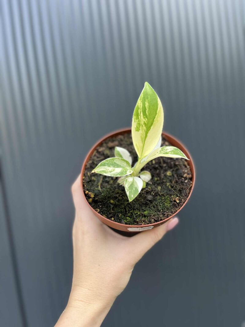 Philodendron Imperial Green Variegata