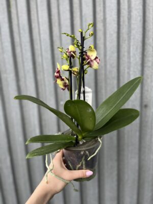 Phalaenopsis Catania | Storczyk bez pączków