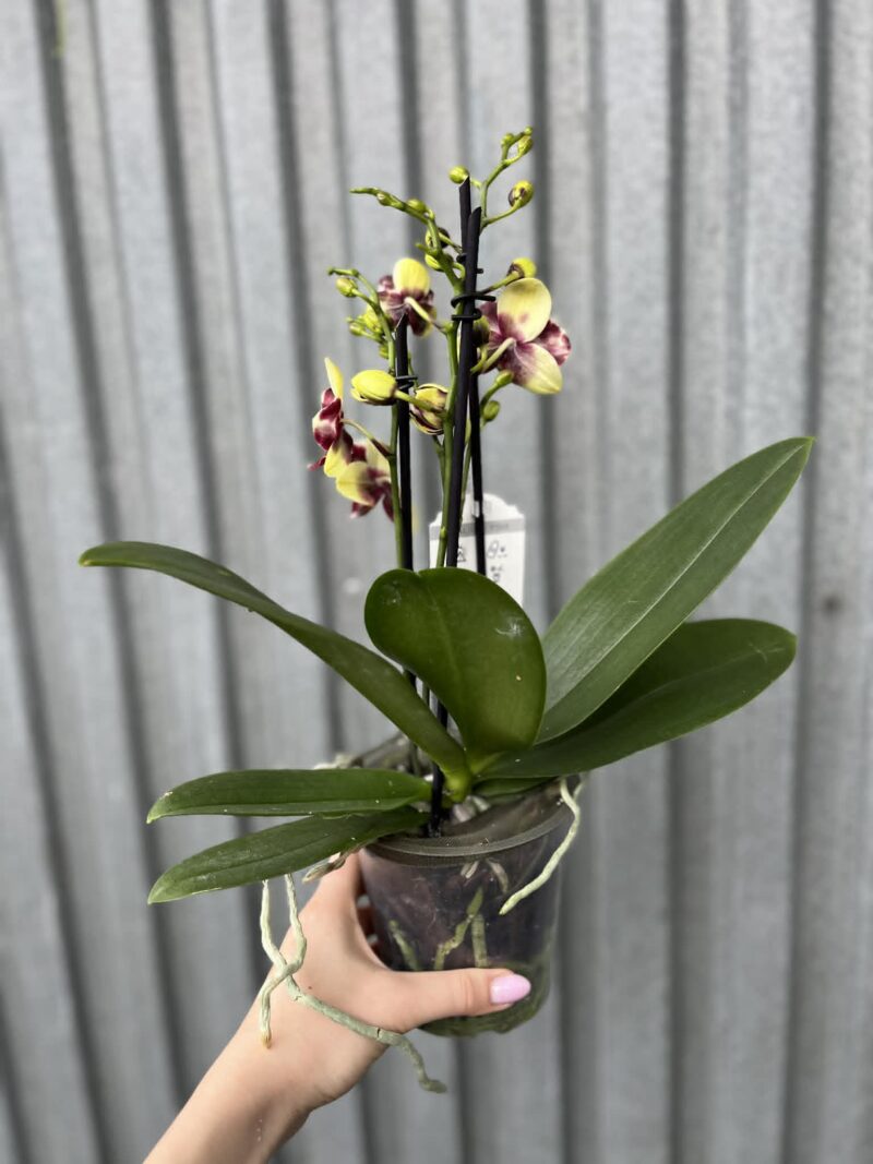 Phalaenopsis Catania | Storczyk bez pączków