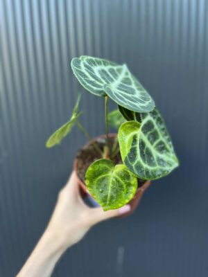 Anthurium Clarinervium Variegata