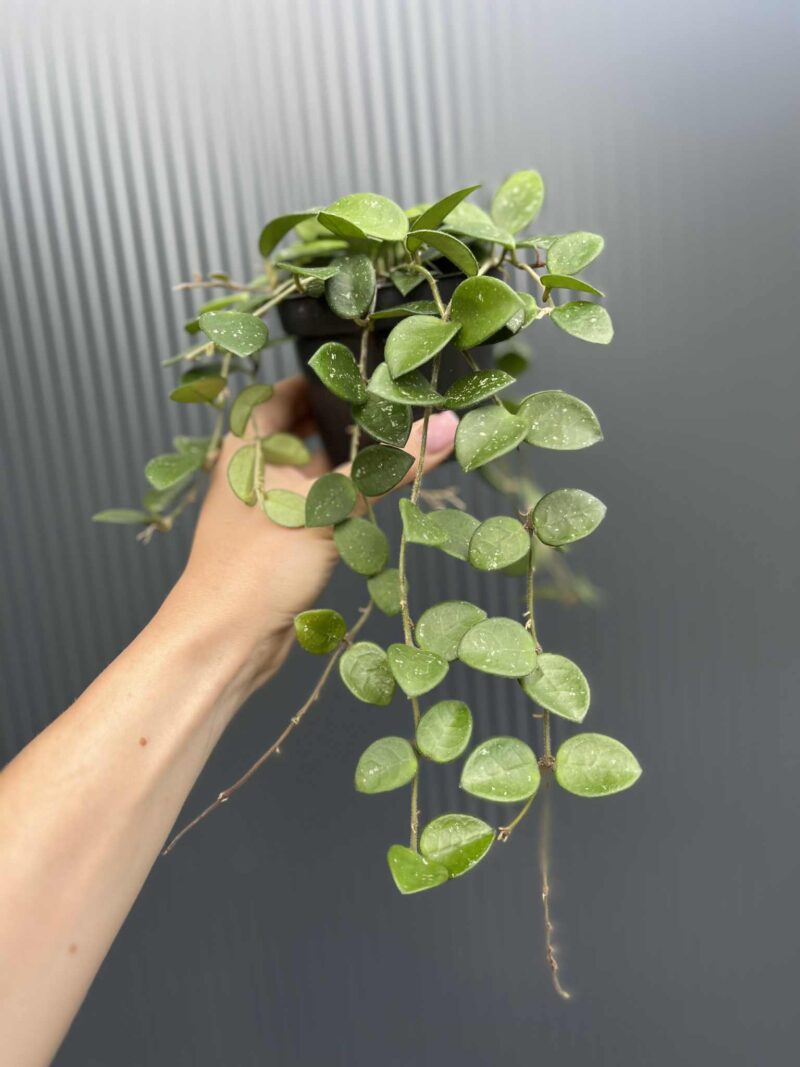 Hoya mathilde