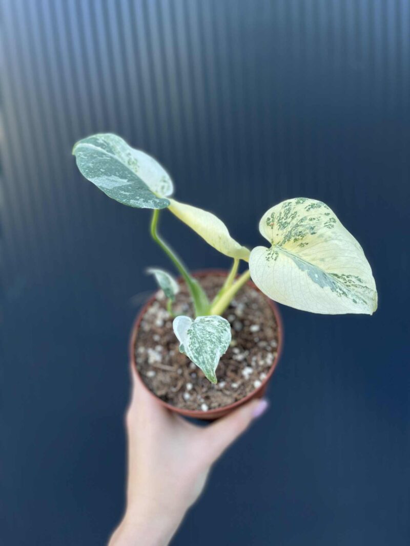 Monstera creme brulée Monstera creme brulée