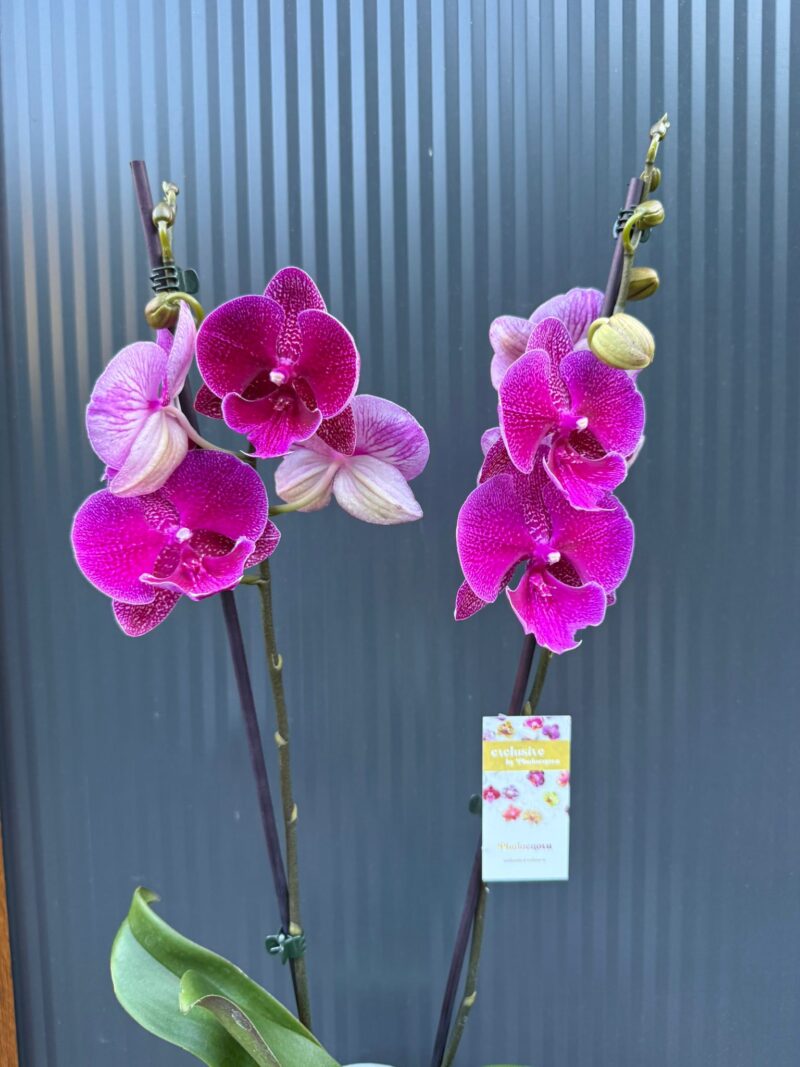 Phalaenopsis Tying Shin Galaxy Big Lip | Storczyk