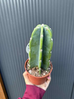 Kaktus ‘Cuddly’