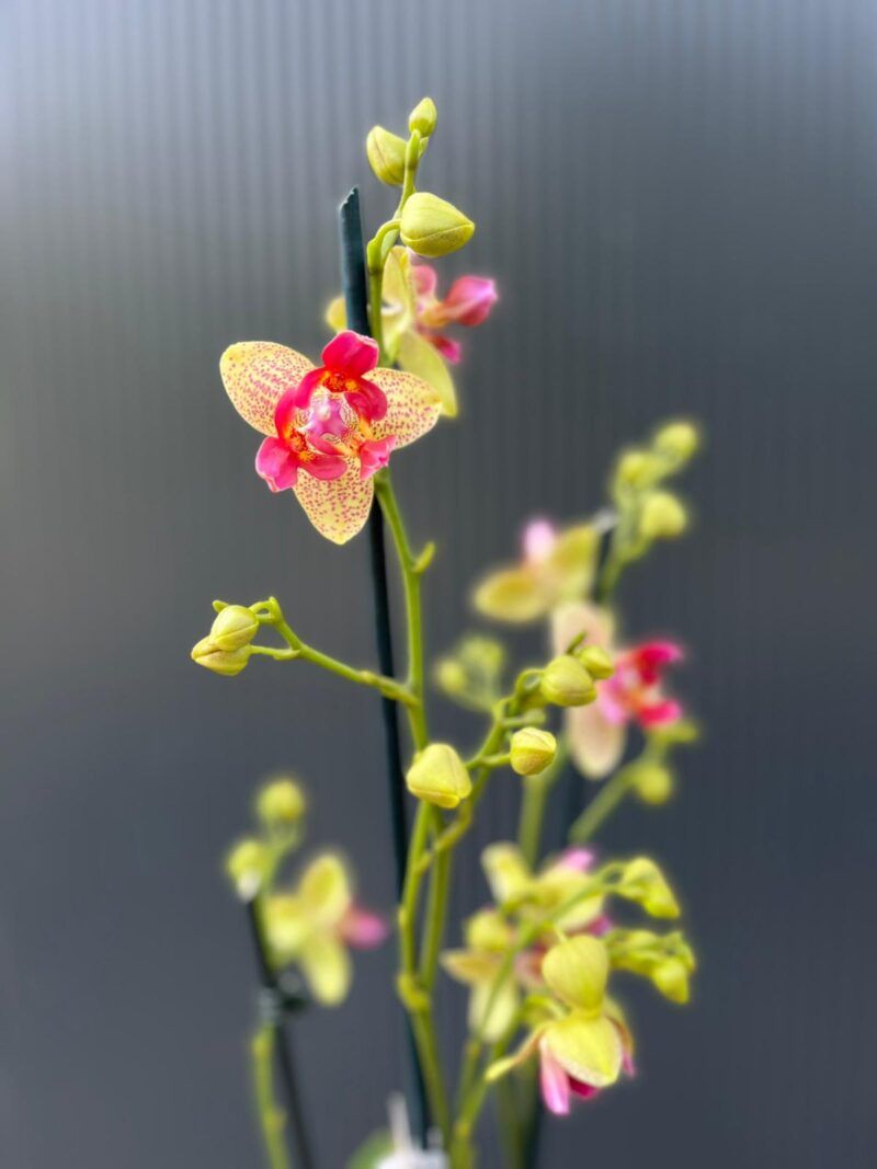 Phalaenopsis Chi-Yueh Kalejdoskop peloric | Storczyk przekwitający Phalaenopsis Chi-Yueh Kalejdoskop peloric | Storczyk przekwitający