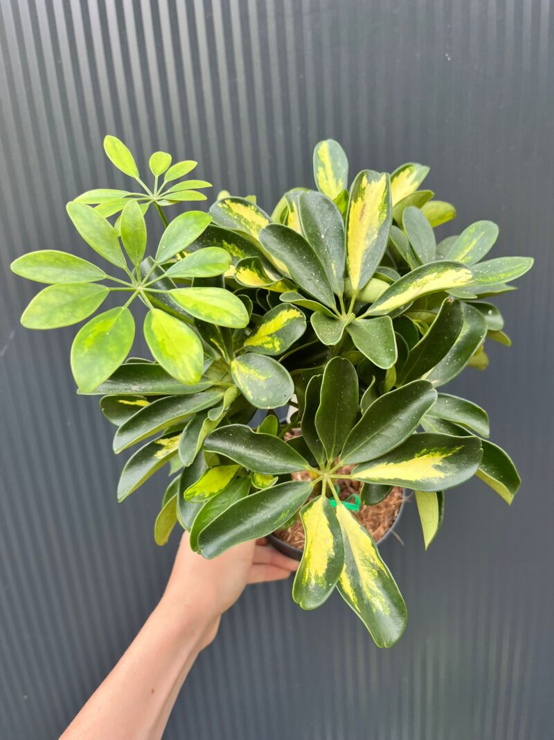 Schefflera arboricola ‘Gold Capella’