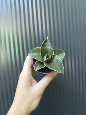 Sansevieria Samurai