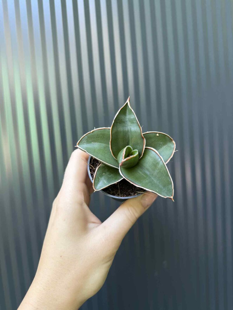 Sansevieria Samurai Sansevieria Samurai