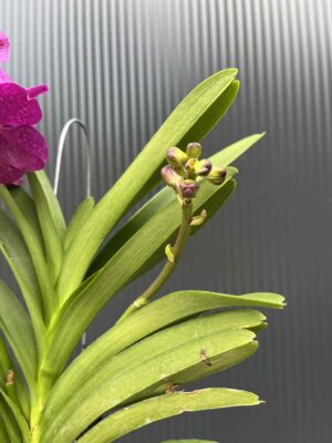 Storczyk Vanda 5