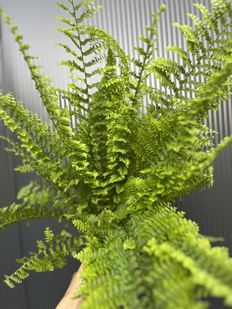 Paproć Nephrolepis corditas Paproć Nephrolepis corditas