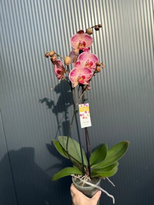 phalaenopsis paisaje | Storczyk przekwitnięty