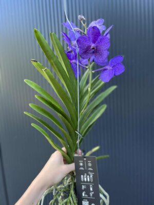 Storczyk Vanda 2