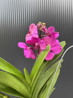Storczyk Vanda 5