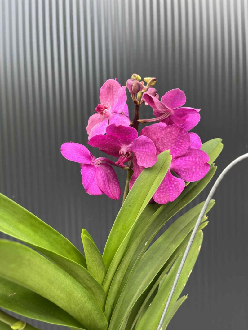 Storczyk Vanda 5