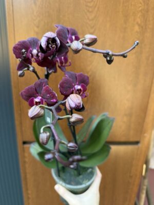 Phalaenopsis ‘Cartagena’ | Storczyk