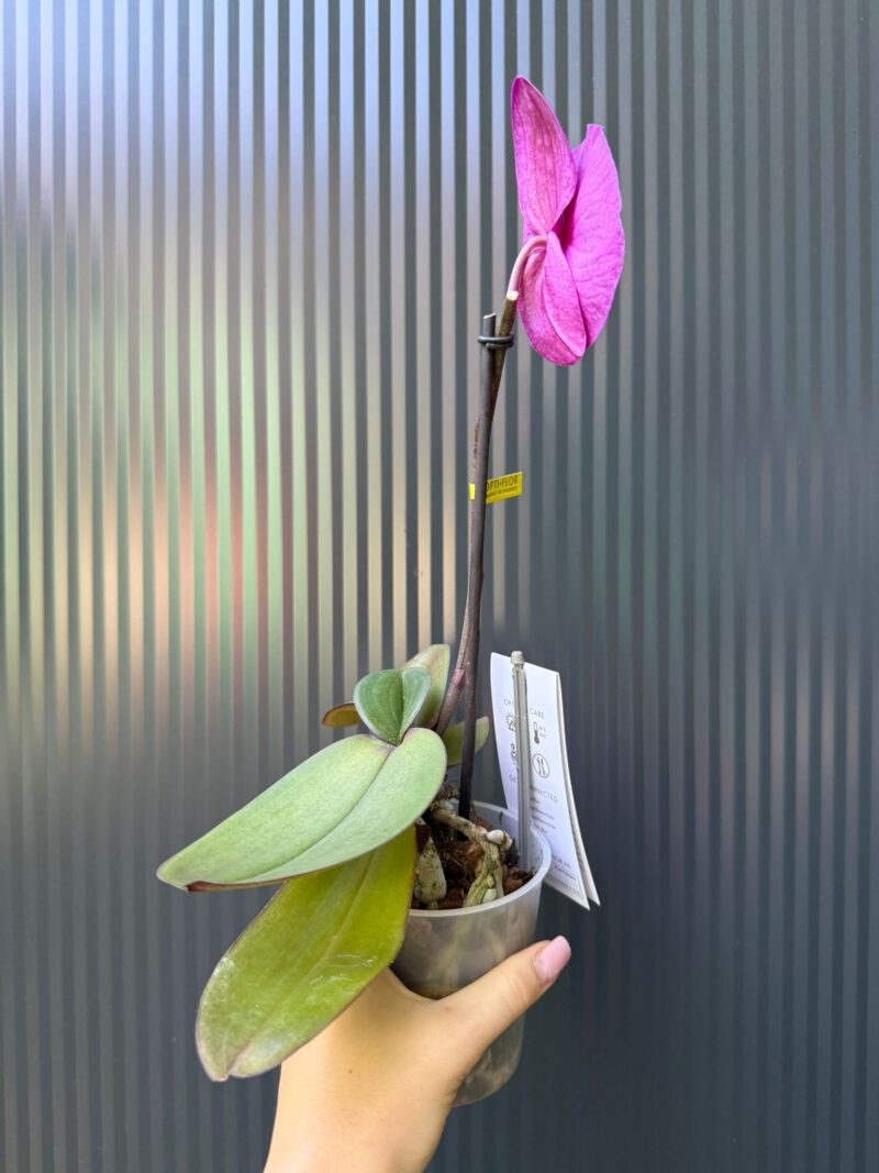 Phalaenopsis Singolo Shima | Storczyk