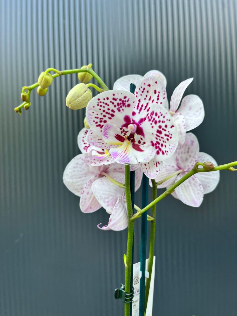 Phalaenopsis Zoe | Storczyk Phalaenopsis Zoe | Storczyk